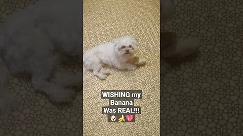 I'm Hungry wishing my BANANA was REAL#dogs #sillyanimals