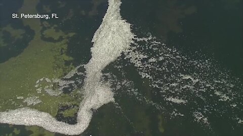 Thousands of fish dead in St. Petersburg due to red tide