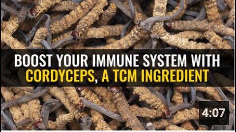 Boost your immune system with Cordyceps, a TCM ingredient