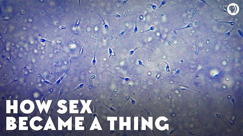 How Sex Became A Thing