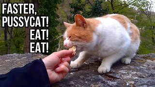 Feeding Stray Cats - Faster, Pussycat! Eat! Eat!