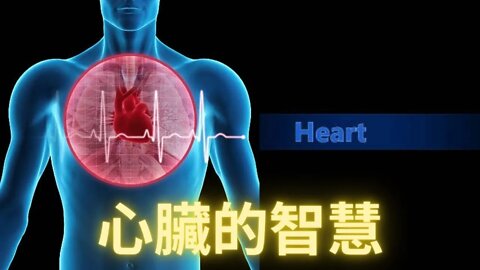 心臟的智慧：心臟對人類來說並不僅僅是一個器官