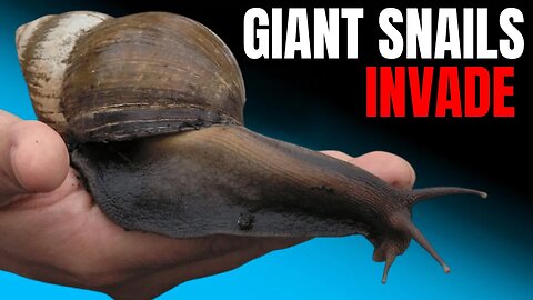 Giant Snails Invade