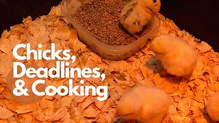 This week on the Farm - Hatching Chicks, Deadlines, and Cooking