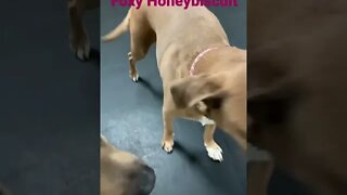[Shorts 0107] FOXY HONEYBISCUIT [#dogs #doggos #doggies #puppies #dogdaycare]