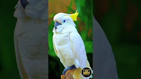 Love Bird 4K Animal Sleep Song Music Tv - lovebird singing & chirping sounds - green fischer pair