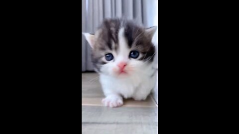 Little talkative cat :)+