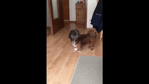 Pup Gets Over Excited After Toy Goes Flying From His Mouth