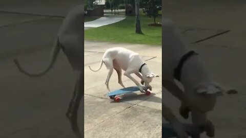 dog play skating game||Great dane skating||funny dog#dogs#ps5#GigoX#kratos