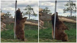 Bear does pole dance to get rid of itch