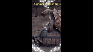 The courtship of the tortoises