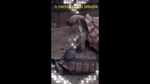 The courtship of the tortoises