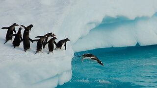 Antarctica's Penguin!