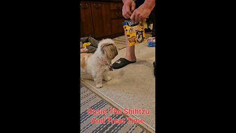 Rosie Loves Treats (Featuring Rosie The Shihtzu)