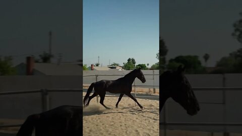 #shorts - الخيل وجماله black horse