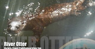 Florida's River Otter Fun