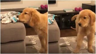 This golden retriever is obsessed with a pair of socks!