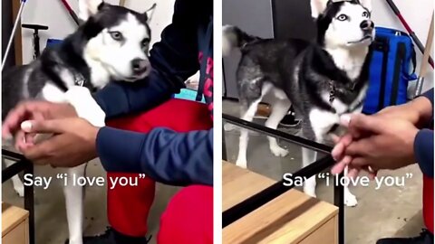 Dog Saying I LOVE YOU After Owner is so Funny