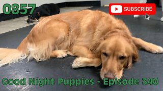 [0857] GOOD NIGHT PUPPIES - EPISODE 340 [#dogs #doggos #doggos #puppies #dogdaycare]