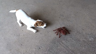 Puppy Overcomes Fear Of Spiders With Giant Robotic Bug