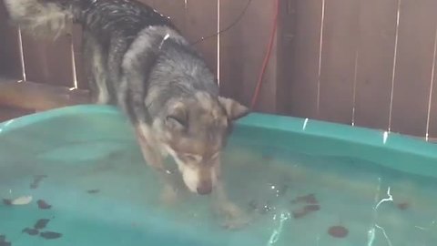 Treats in pool convince husky to go for swim