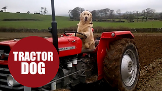 Clever dog shows off his farming skills - skillfully driving his master's tractor.