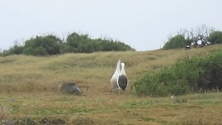 The Albatross (bird) mating dance