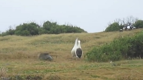 The Albatross (bird) mating dance
