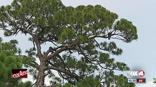 Bird lovers worried about eagle nest