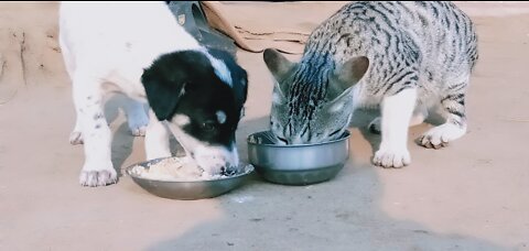 Indian street Cat | Cat playing