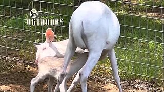 Baby Albino Deer and More!