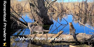 Homestead Cats, Wildlife and the Marsh of Wisconsin