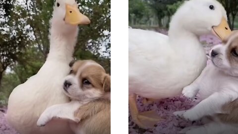 🐶 Cute Puppy Hugs and Plays with his Best Friend 🐶