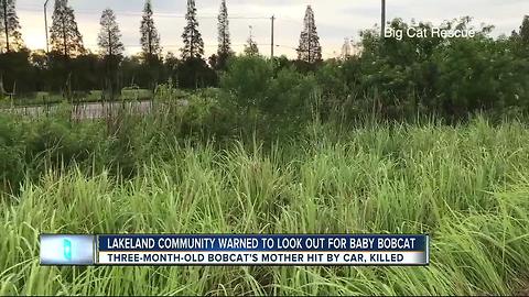 Trappers looking for orphaned bobcat in Lakeland