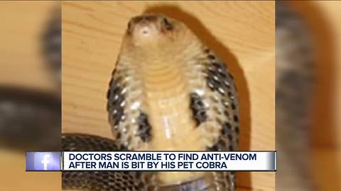 Michigan man bitten by pet cobra given 28 vials of antivenom