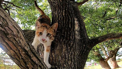 While taking a picture of the calio cat climbing the tree, it came down. Other stray cats gathered.