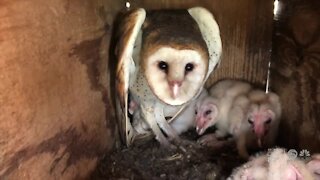 Barn owls being used as natural way to rid farms of rodents