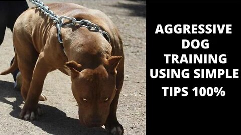 How to train a dog to become aggressive and active