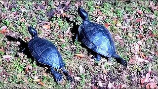 Sunbathing Painted Turtles 🐢 01/06/23 10:48