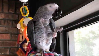 Persuasive talking parrot offers an imaginary cookie