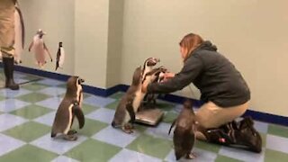 Penguins love stepping on the scale
