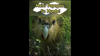 Maior Papagaio Do Mundo (Kakapo) #shorts