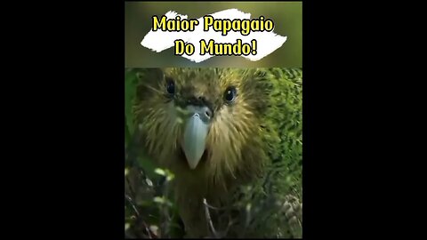 Maior Papagaio Do Mundo (Kakapo) #shorts