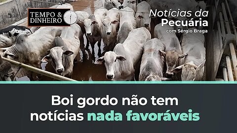 Boi gordo não tem notícias nada favoráveis com demanda enfraquecida e escalas alongadas