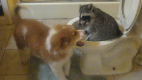 Pet Raccoon Climbs In The Toilet While Playing With Puppy