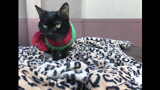 Pet of the week: Senior cat looking for home