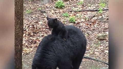 Bear Cub Gets A Piggy Back Ride