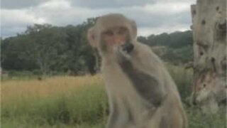 Un singe vole la pièce d'une voiture lors d'un safari