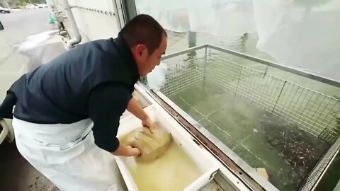 How Japanese Farming Million of Eel and Harvesting Them