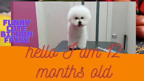 Lovely 12 months old Bichon Frise